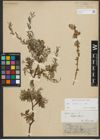 Foto von Salix repens subsp. repens L.